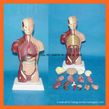 28 Cm Human Torso Model with 15 Parts of Human Anatomical Model